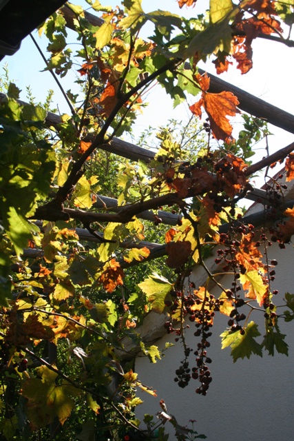 Autumn vine leaves